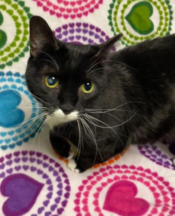 Enlarge Pepper, a ADOPTABLE Tuxedo in Jackson, MI image 3/6