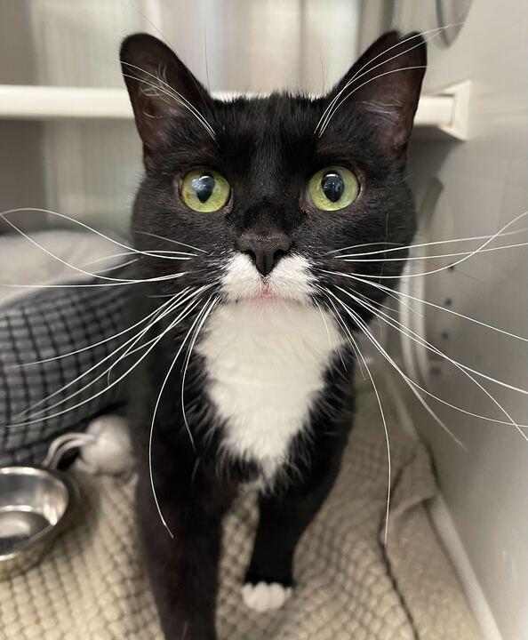 Pepper, ADOPTABLE, Adult Female Tuxedo.