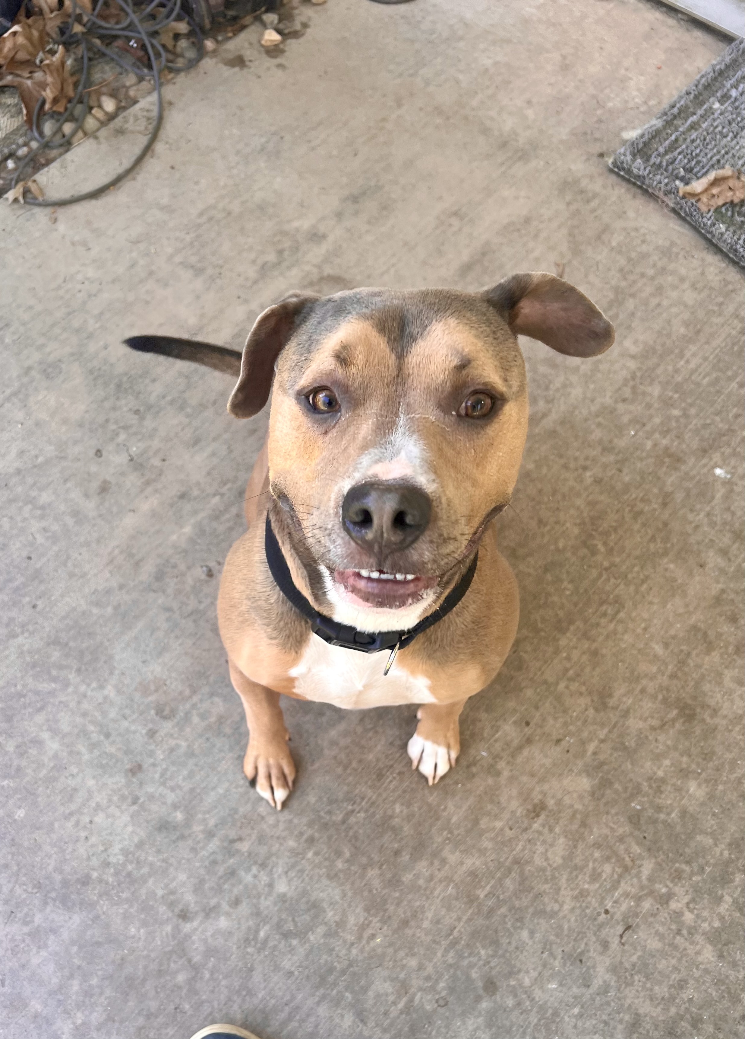 Buddy, Adoptable, Adult Male Shepherd & Staffordshire Bull Terrier.
