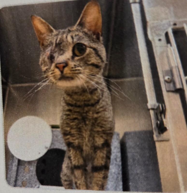 Enlarge Birch, a Adoptable Tabby in MOUNT AIRY, NC image 1/1