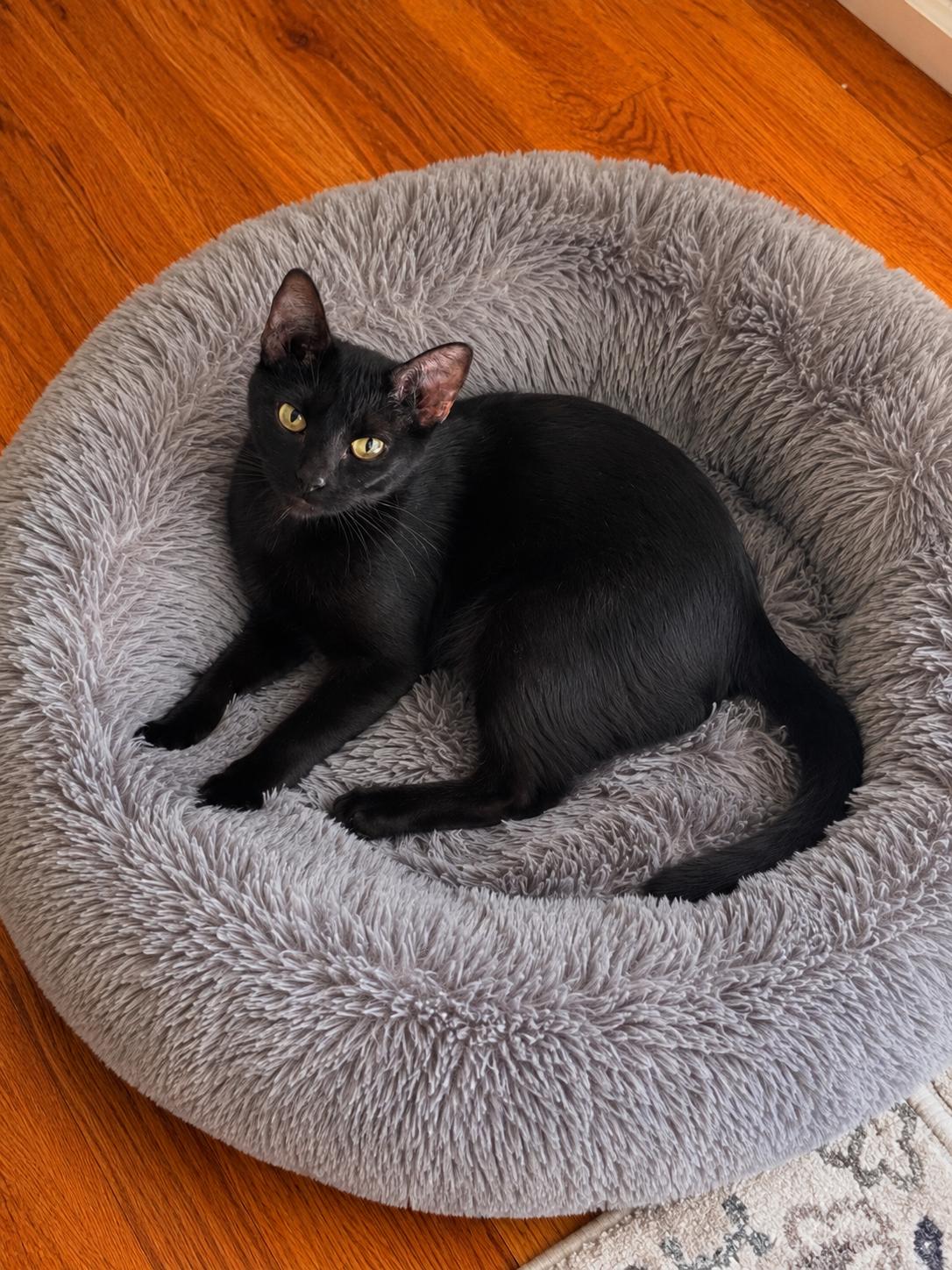 Chanel, adoptable, Adult Female Domestic Short Hair.