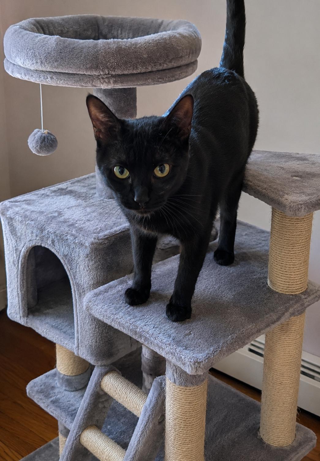 Chanel, an adoptable Domestic Short Hair in Belchertown, MA image 2/2