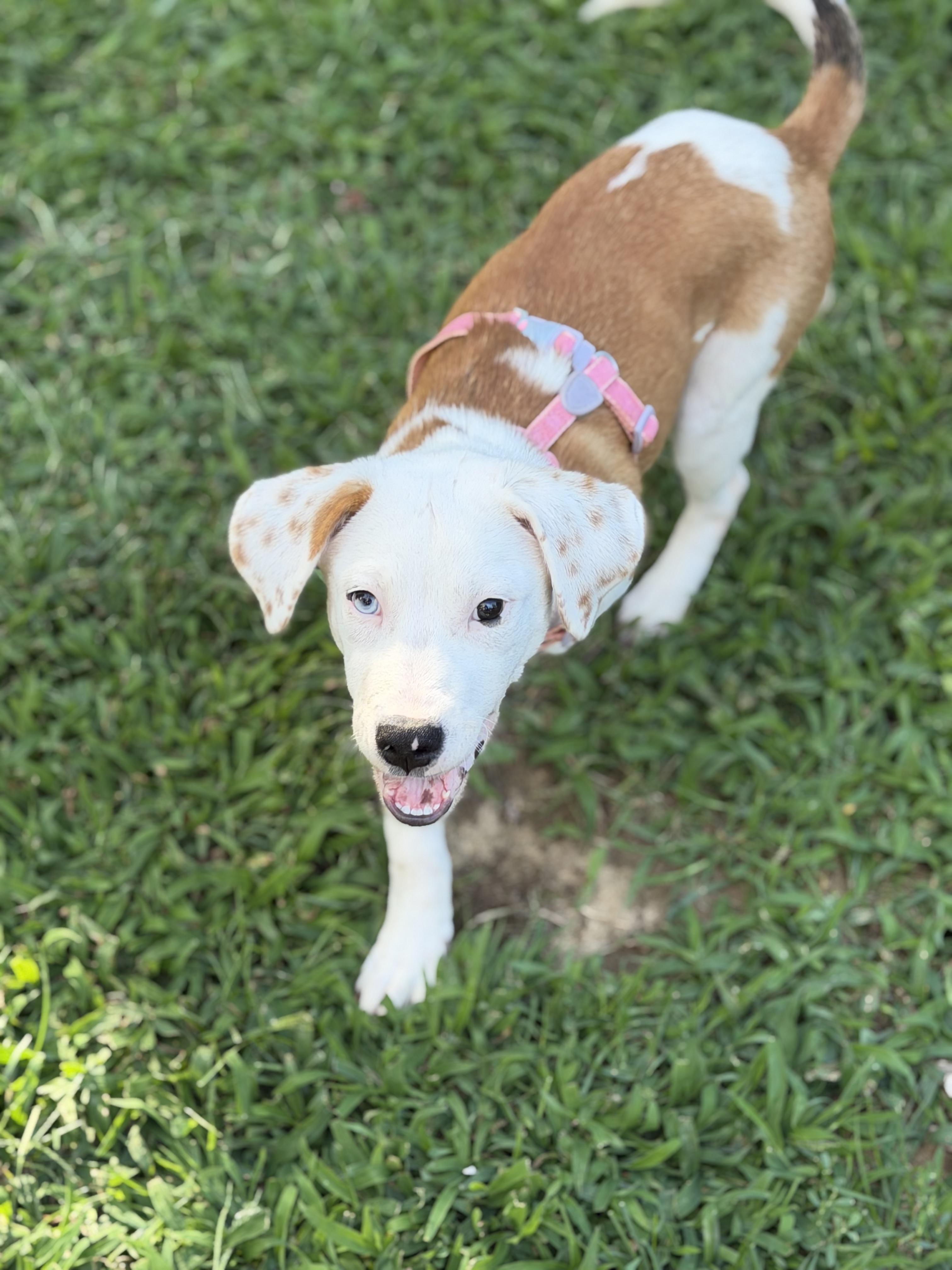 Darla, a ADOPTABLE mixed breed in Oceanport, NJ image 2/5