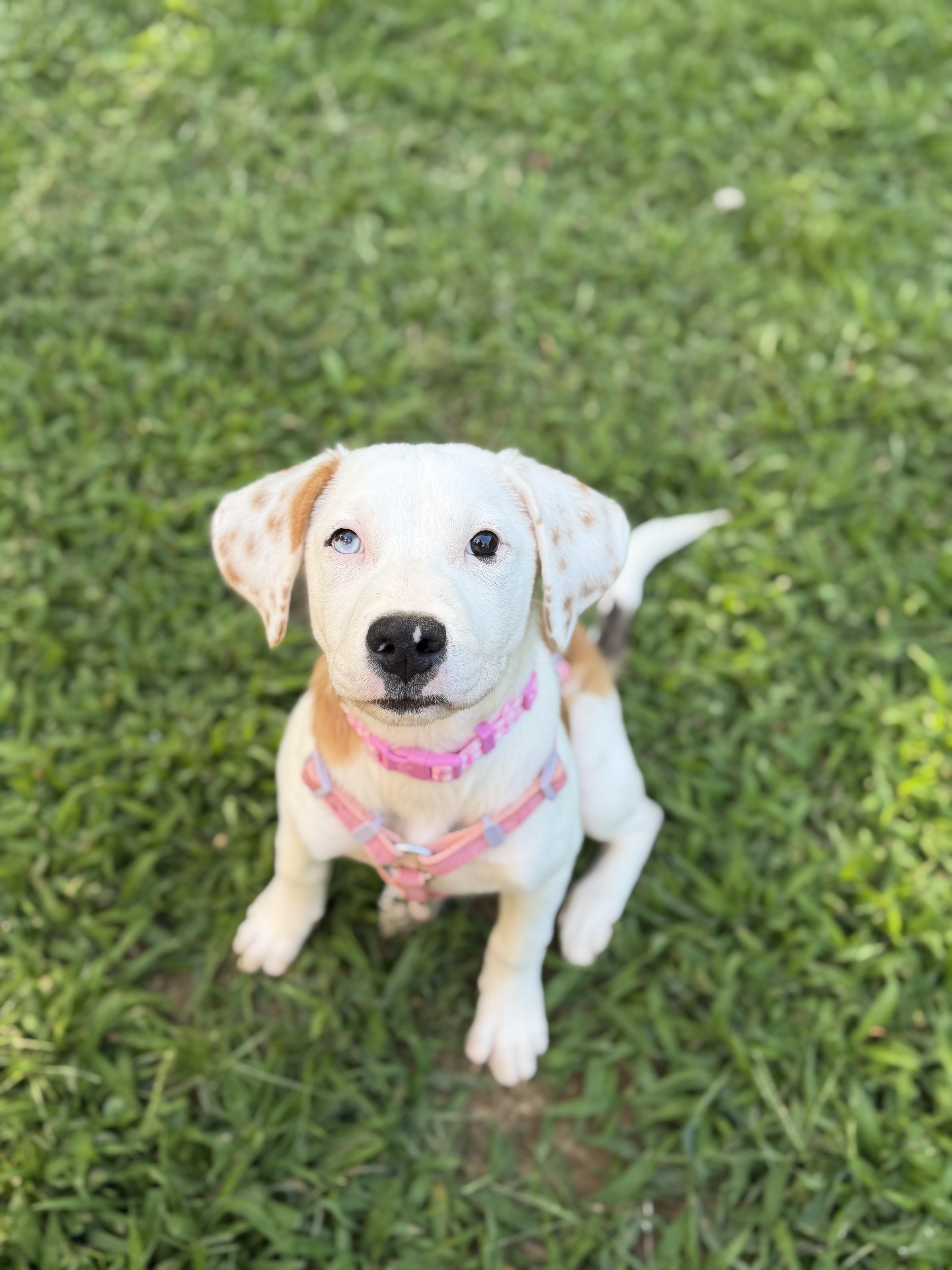 Darla, a ADOPTABLE mixed breed in Oceanport, NJ image 1/5
