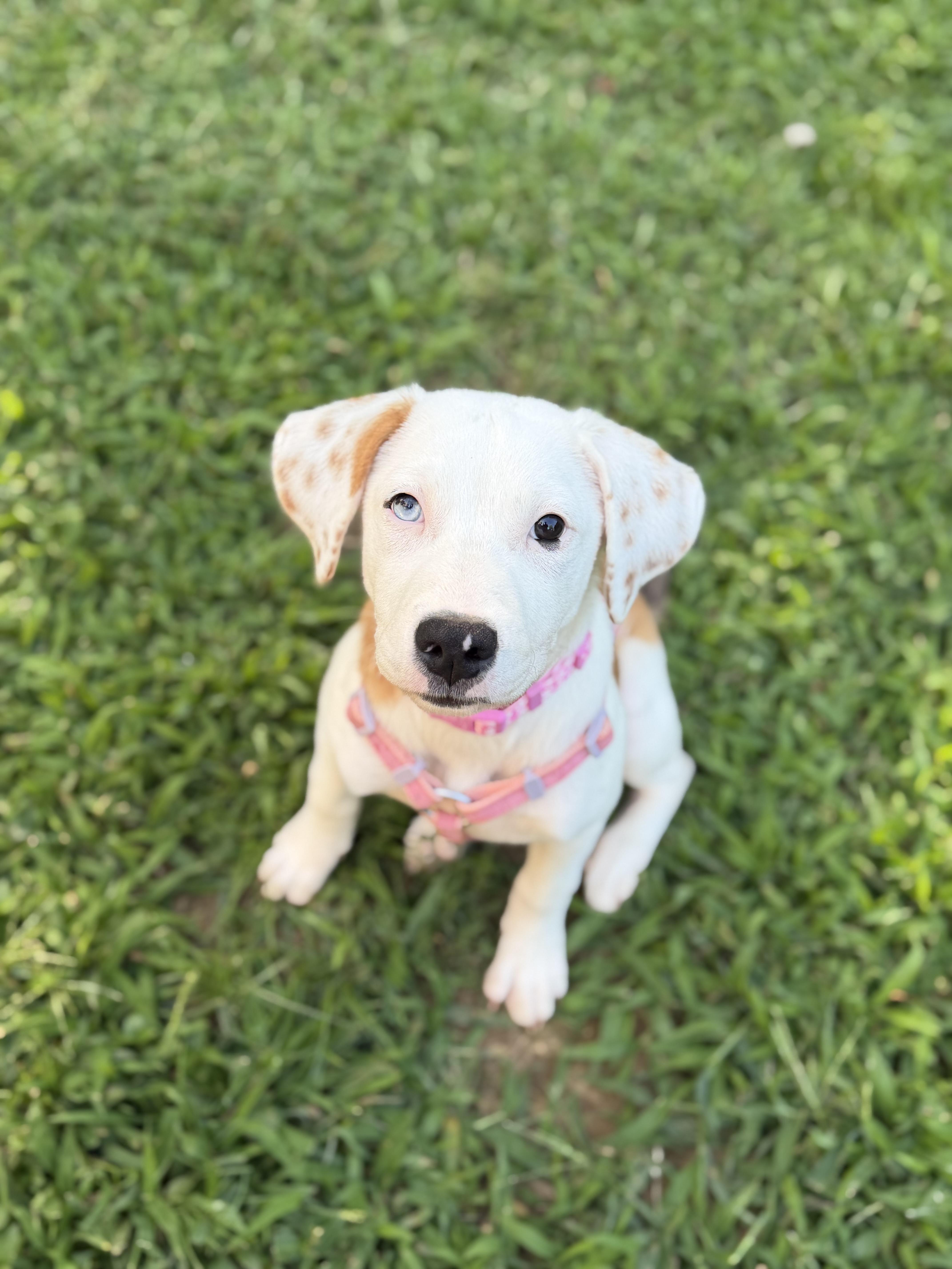 Darla, a ADOPTABLE mixed breed in Oceanport, NJ image 3/5