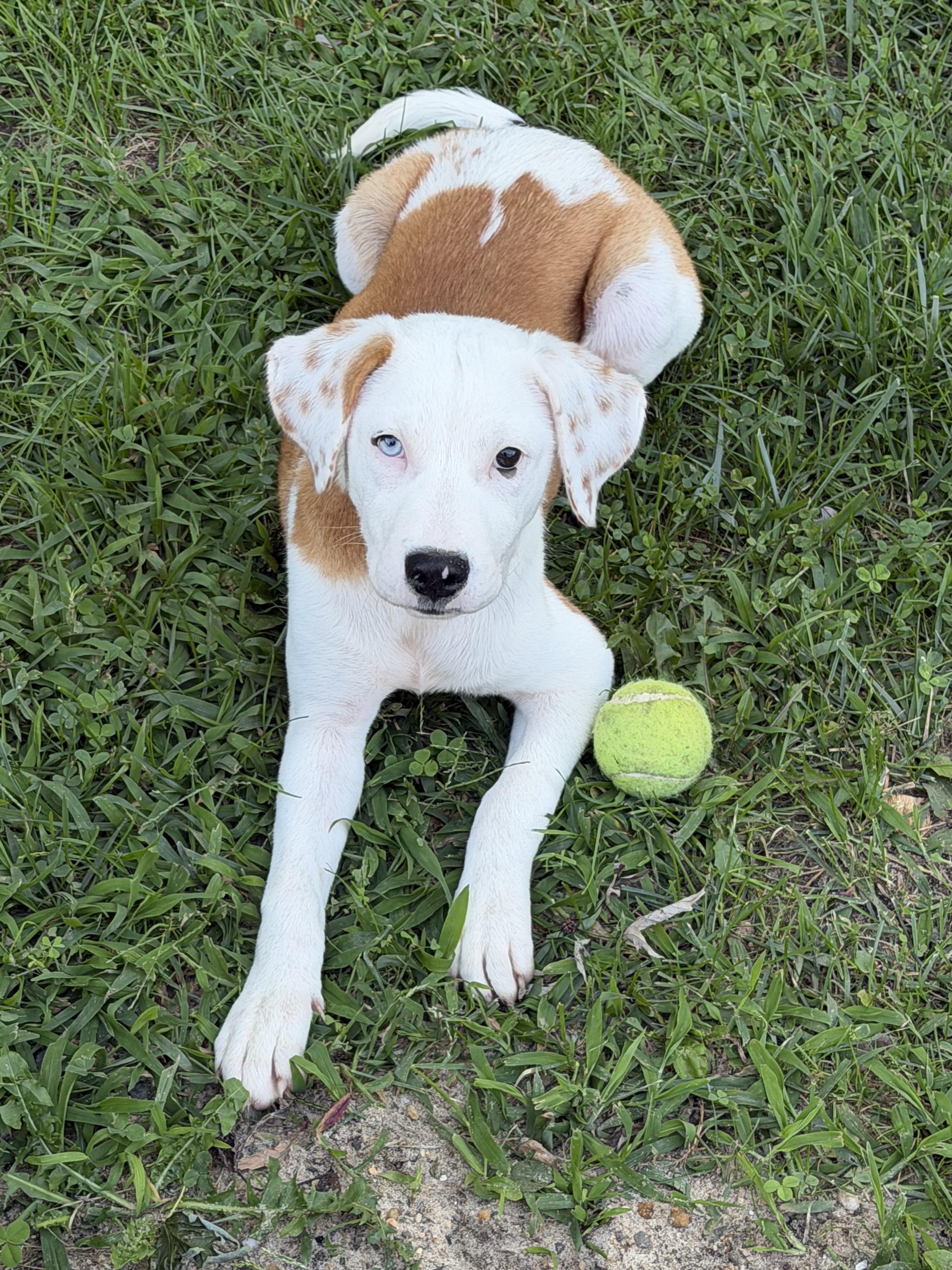 Darla, a ADOPTABLE mixed breed in Oceanport, NJ image 5/5