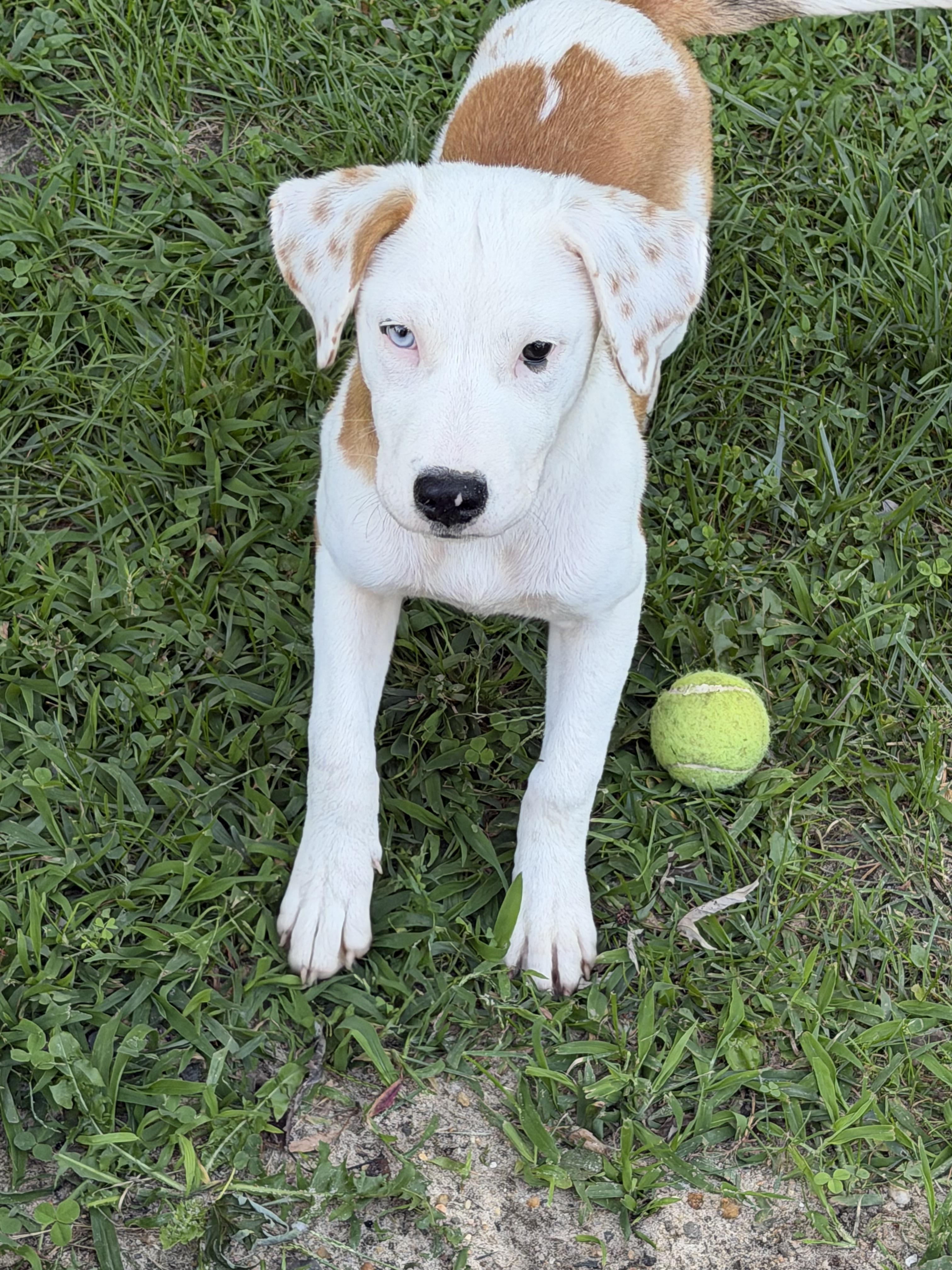 Darla, a ADOPTABLE mixed breed in Oceanport, NJ image 4/5