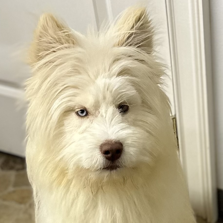 Dog for adoption Willow, a Standard Poodle & Husky Mix in Friendsville, TN Petfinder