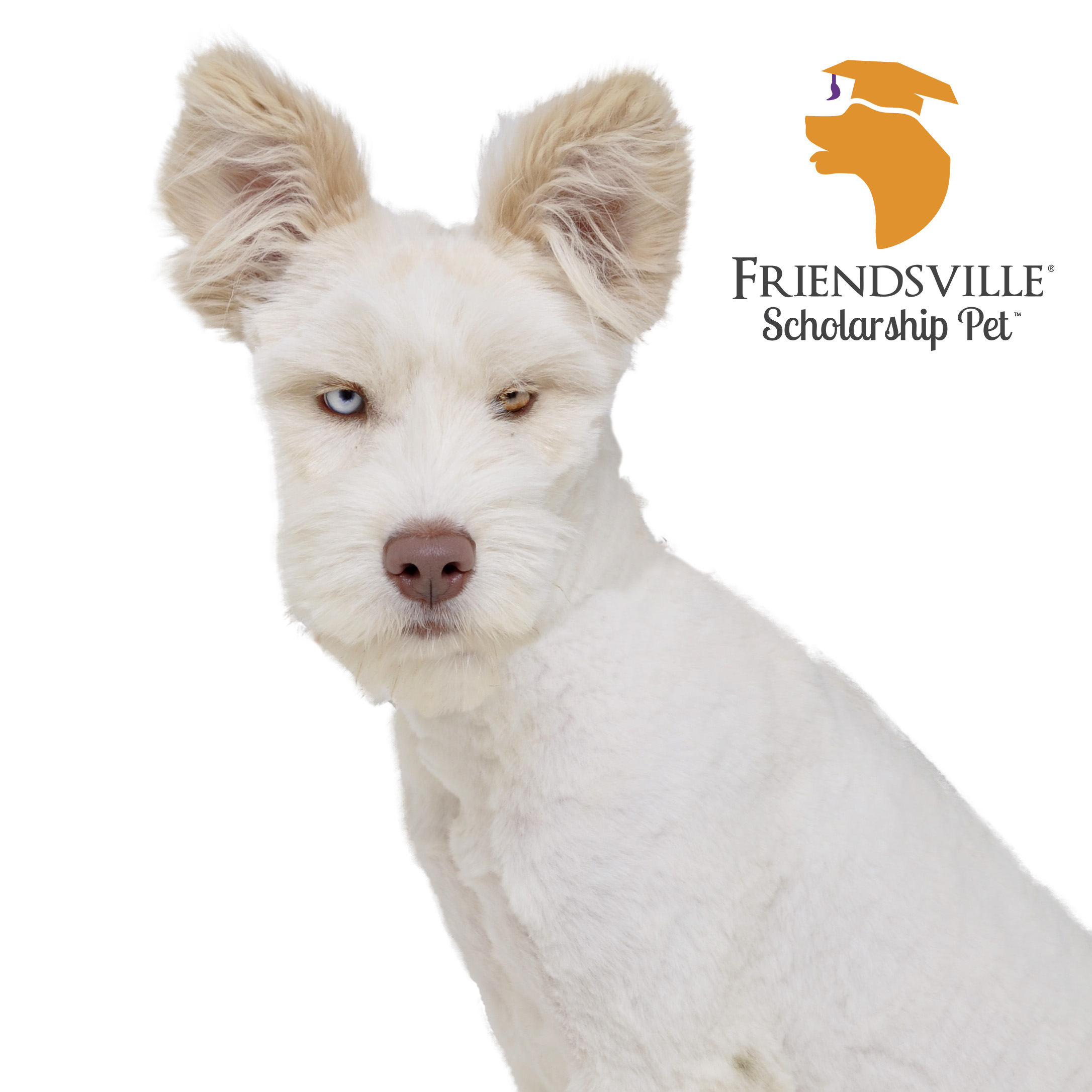 Dog for adoption Willow, a Standard Poodle & Husky Mix in Friendsville, TN Petfinder