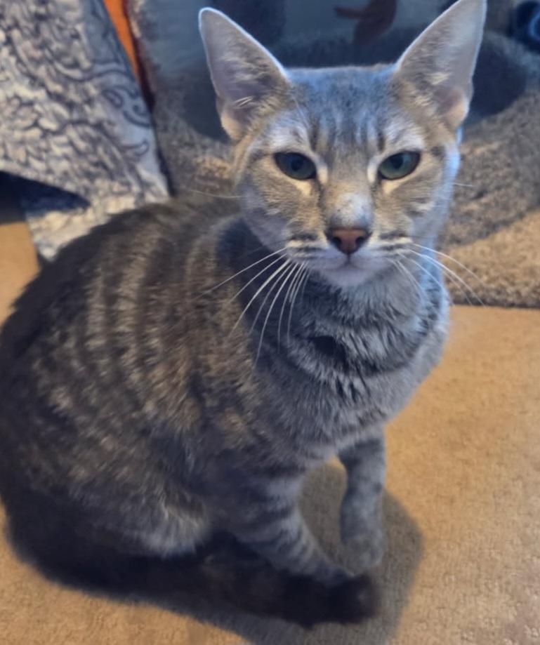Enlarge Mahina, a other Domestic Short Hair in Saint Charles, MO image 1/2
