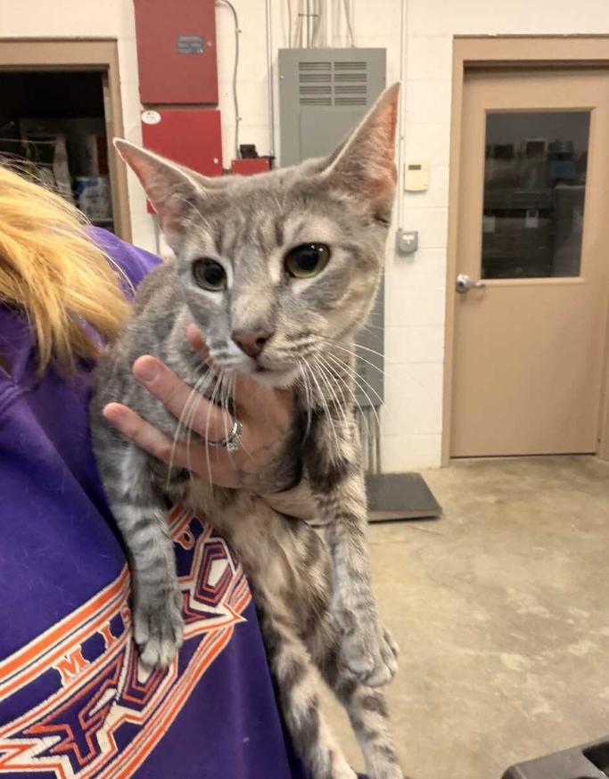 Enlarge Mahina, a ADOPTABLE Domestic Short Hair in Saint Charles, MO image 1/1