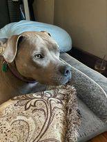 Earl, Adopted, Adult Male American Bulldog.