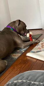 Earl, a Adopted American Bulldog in greenwood, IN image 3/6