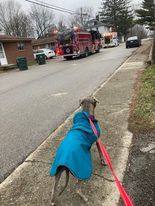 Earl, a Adopted American Bulldog in greenwood, IN image 4/6