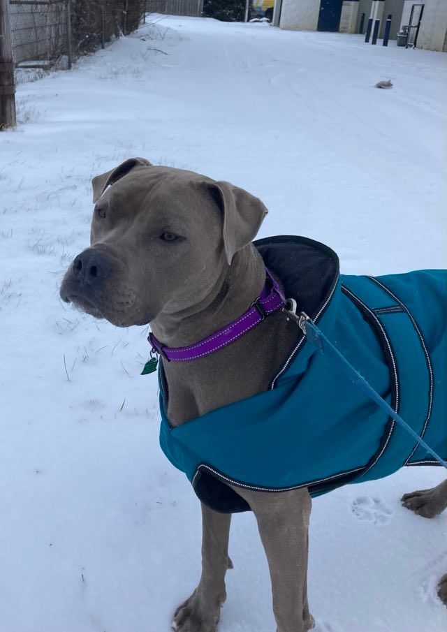 Earl, a Adopted American Bulldog in greenwood, IN image 5/6