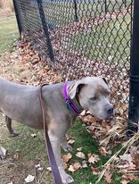 Earl, a Adopted American Bulldog in greenwood, IN image 6/6