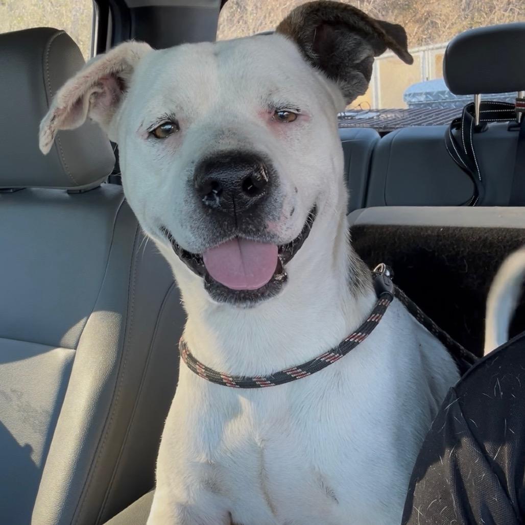 Enlarge Philip, a Adoptable Mixed Breed in Columbiana, AL image 1/1