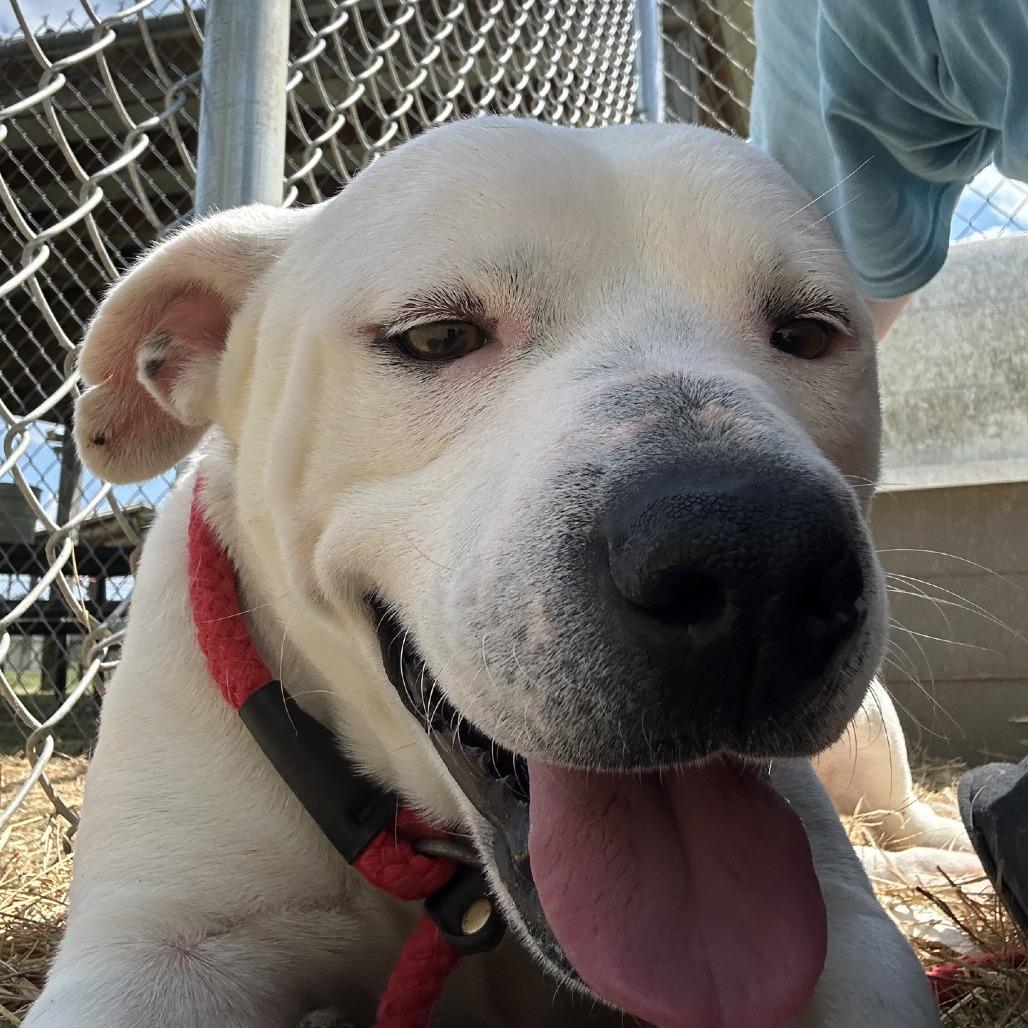 Enlarge Philip, a Adoptable Mixed Breed in Columbiana, AL image 2/4