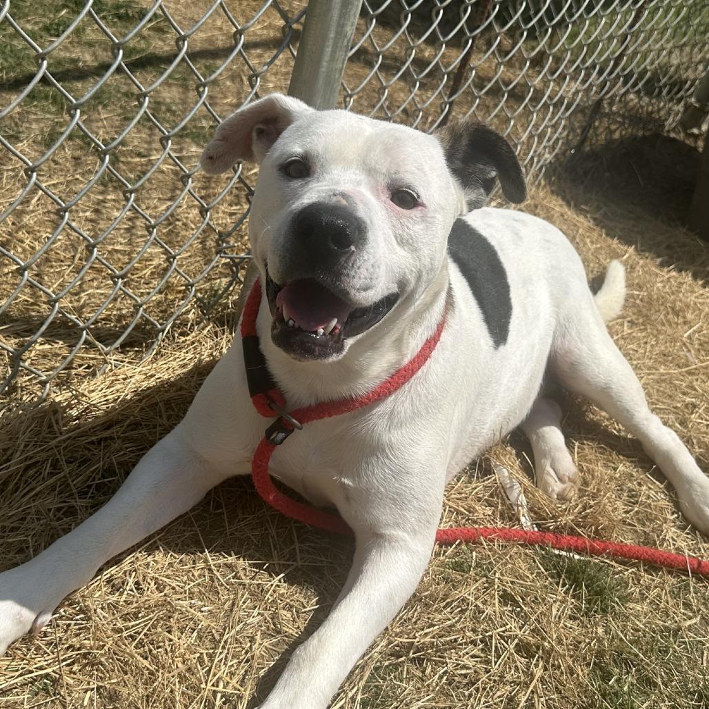 Enlarge Philip, a Adoptable Mixed Breed in Columbiana, AL image 3/4