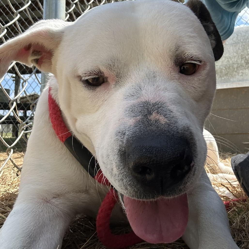 Enlarge Philip, a Adoptable Mixed Breed in Columbiana, AL image 4/4