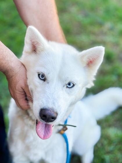 Enlarge Della, a Adoptable mixed breed in Fallston, MD image 1/3
