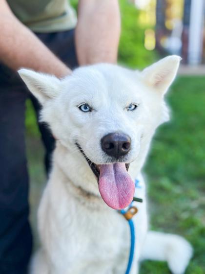Enlarge Della, a Adoptable mixed breed in Fallston, MD image 2/3