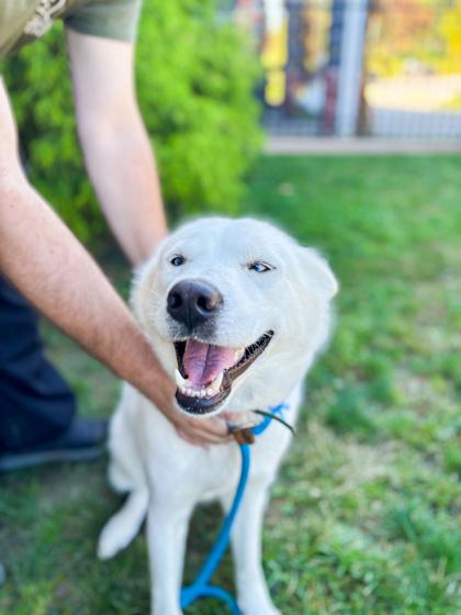 Enlarge Della, a Adoptable mixed breed in Fallston, MD image 2/3