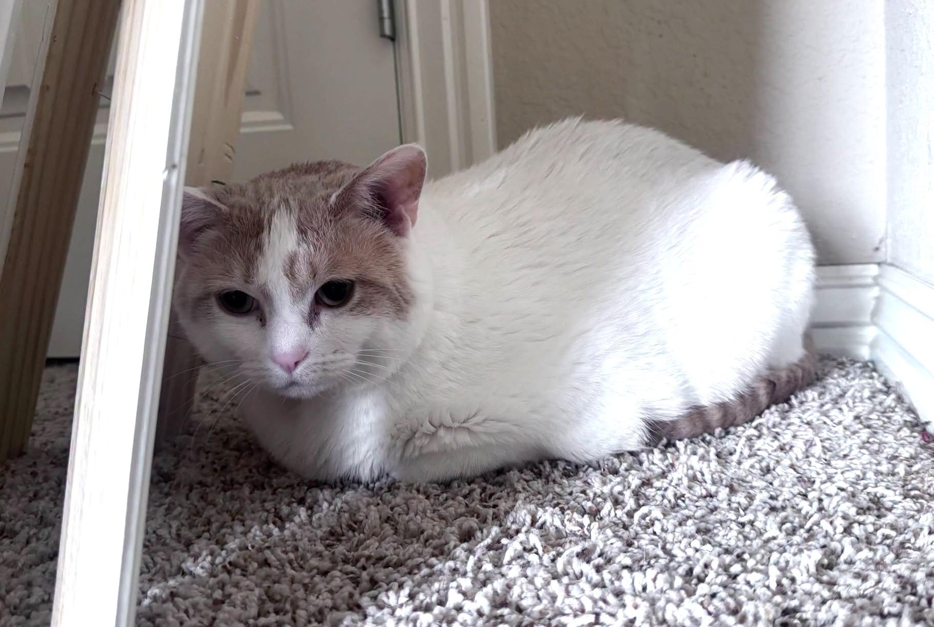 Miss Kitty, ADOPTABLE, Adult Female Domestic Short Hair.