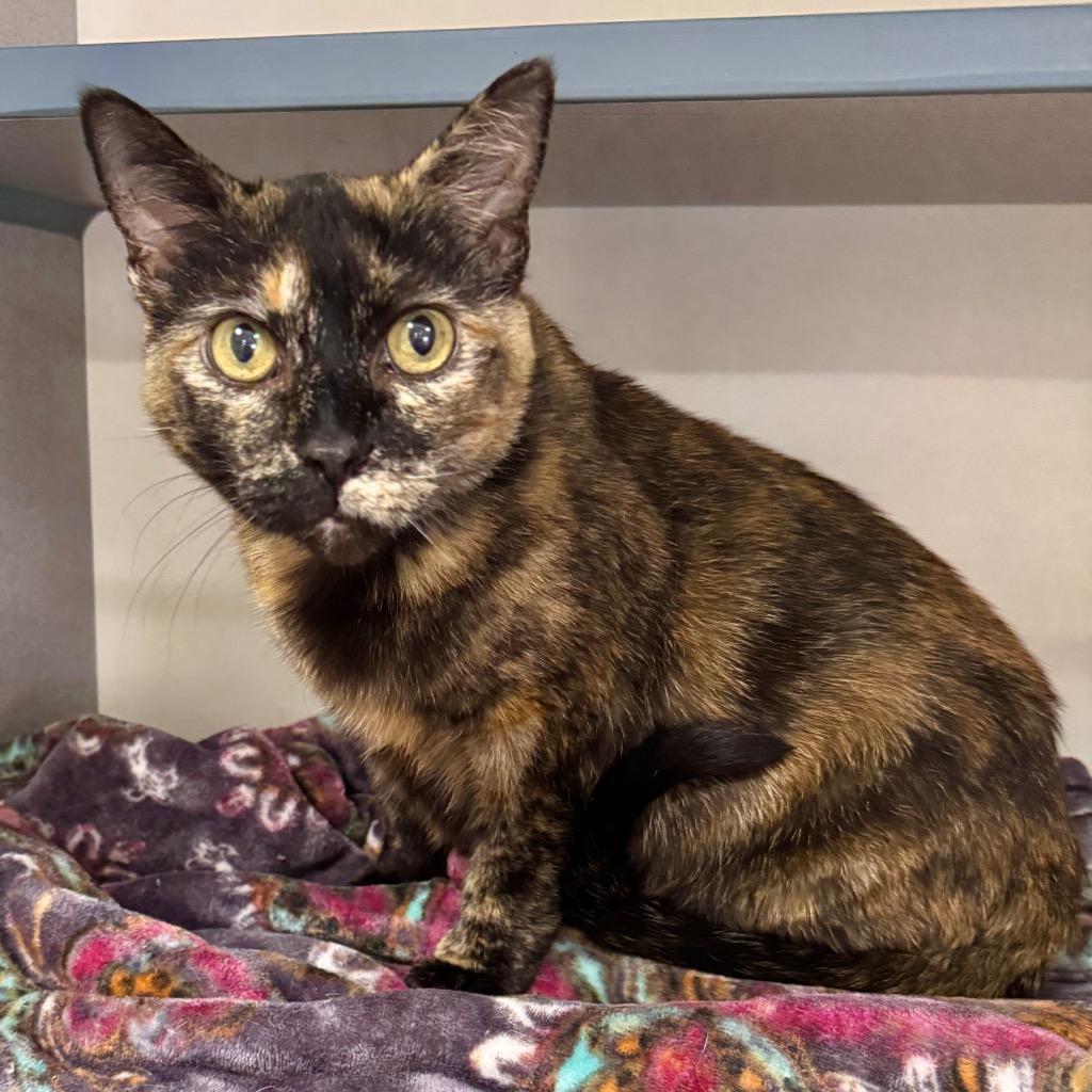 Kuda, Adoptable, Senior Female Domestic Short Hair.
