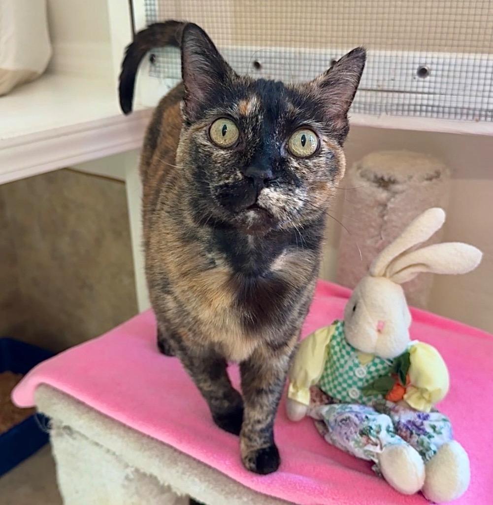 Enlarge Kuda, a Adoptable mixed breed in Cambria, CA image 2/6