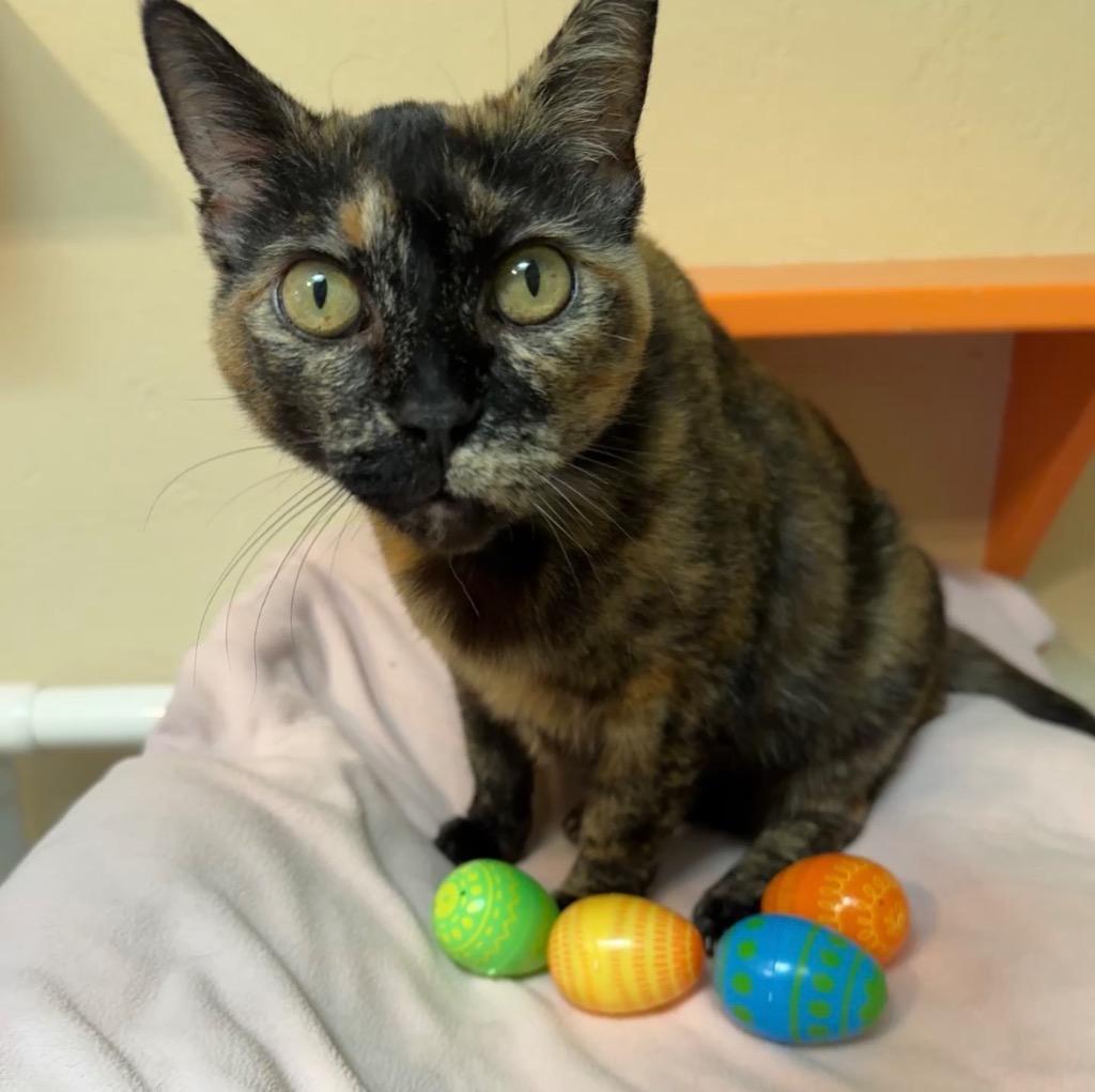 Enlarge Kuda, a Adoptable mixed breed in Cambria, CA image 3/6