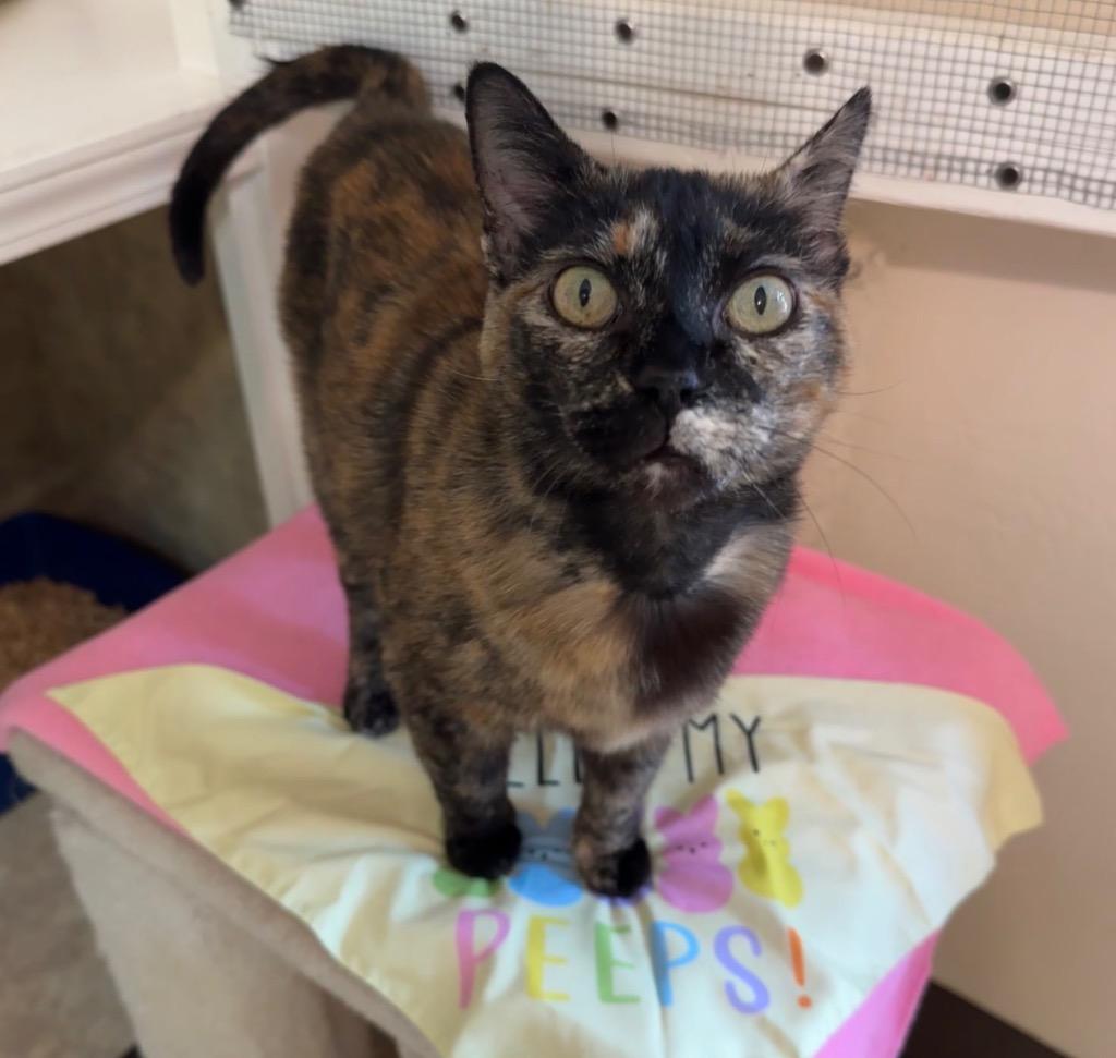 Enlarge Kuda, a Adoptable mixed breed in Cambria, CA image 4/6