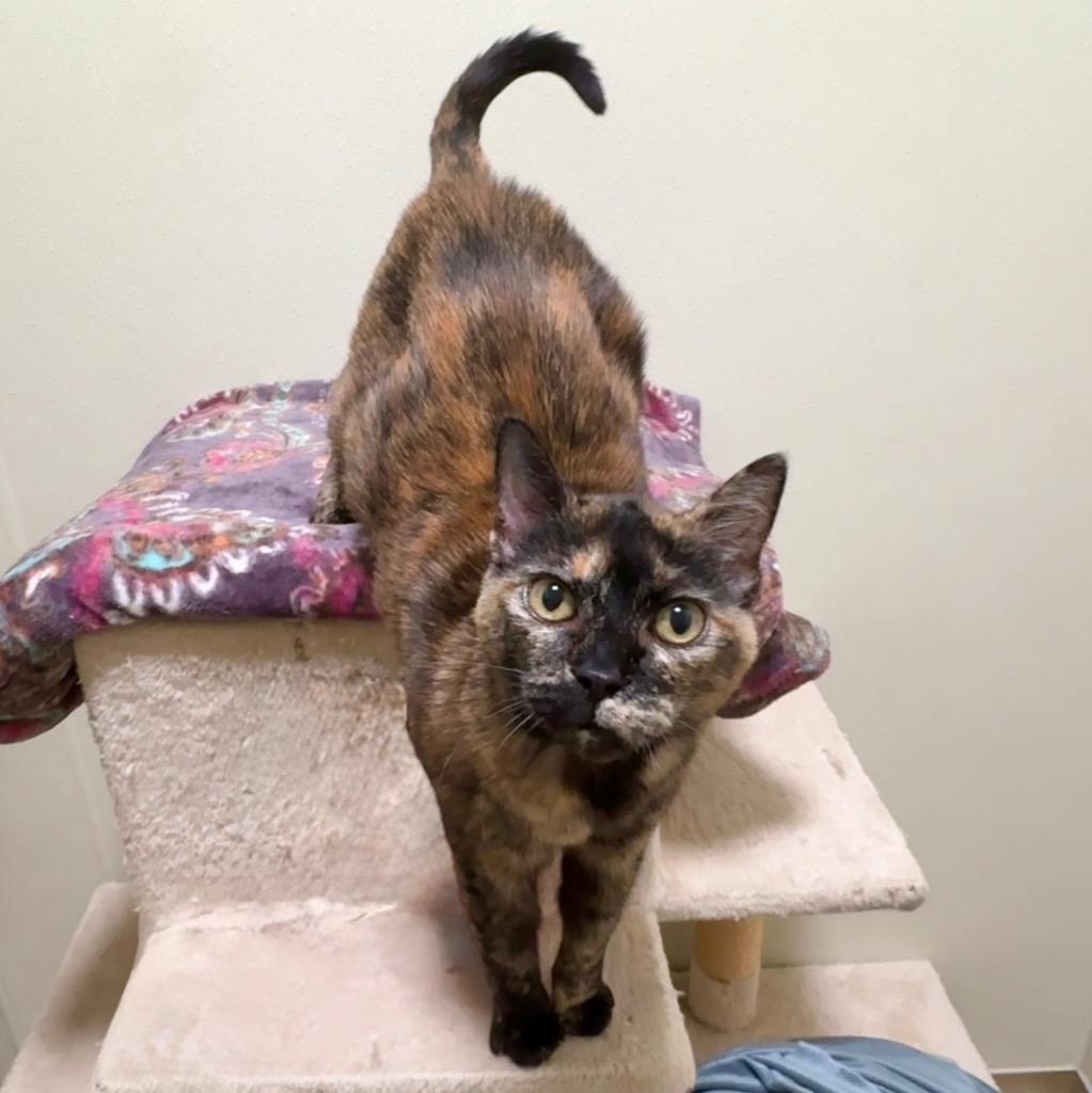 Enlarge Kuda, a Adoptable mixed breed in Cambria, CA image 5/6