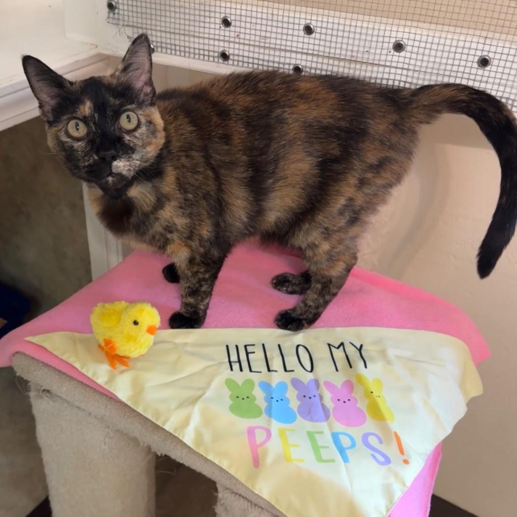 Enlarge Kuda, a Adoptable mixed breed in Cambria, CA image 6/6