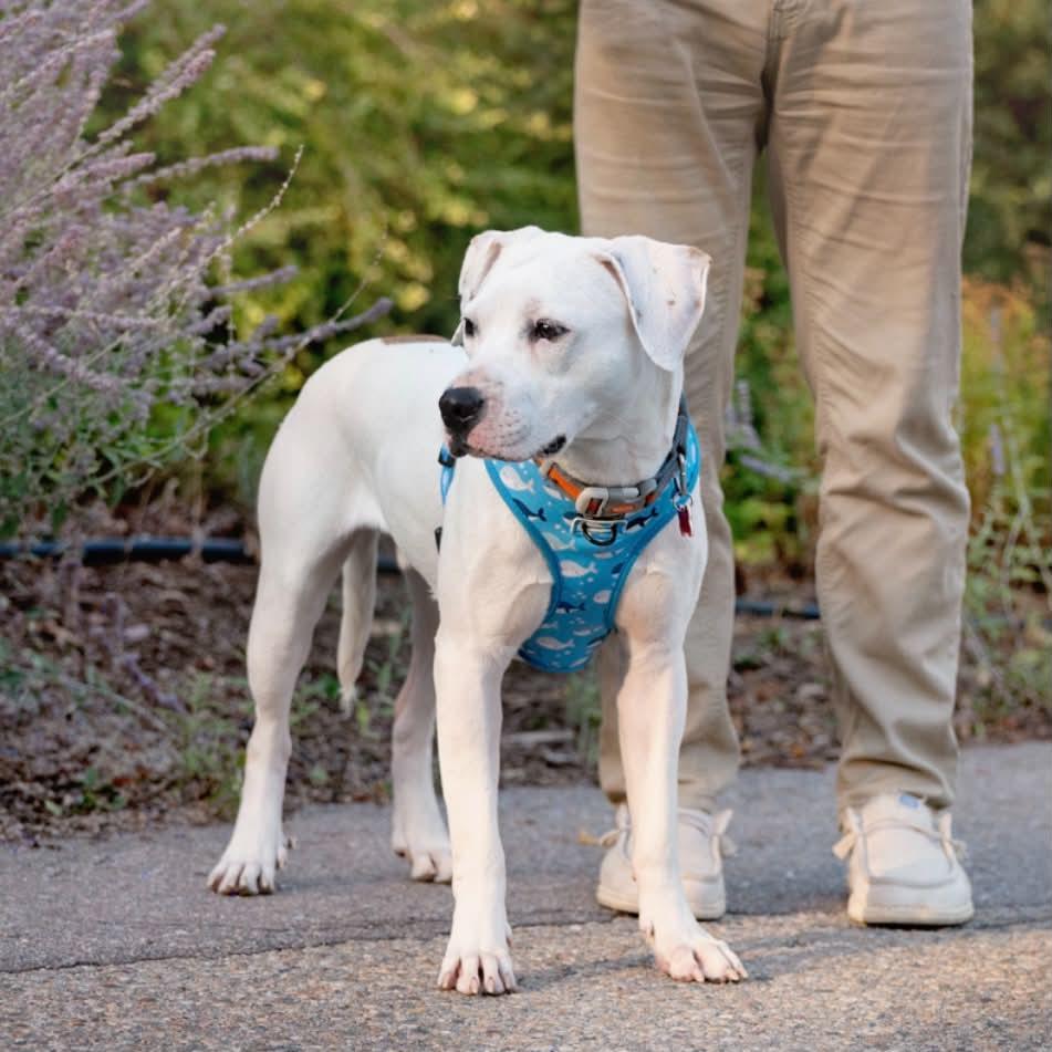 Enlarge Parker, a Adopted mixed breed in Boulder, CO image 5/6