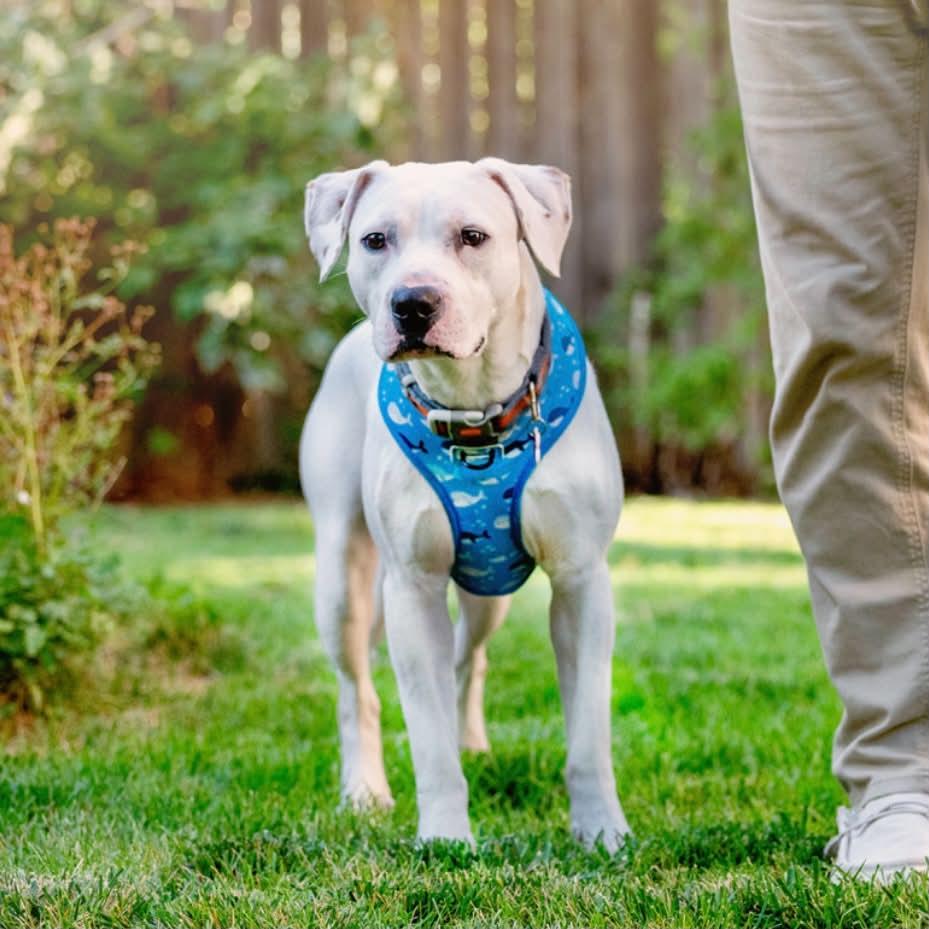 Enlarge Parker, a Adopted mixed breed in Boulder, CO image 4/6