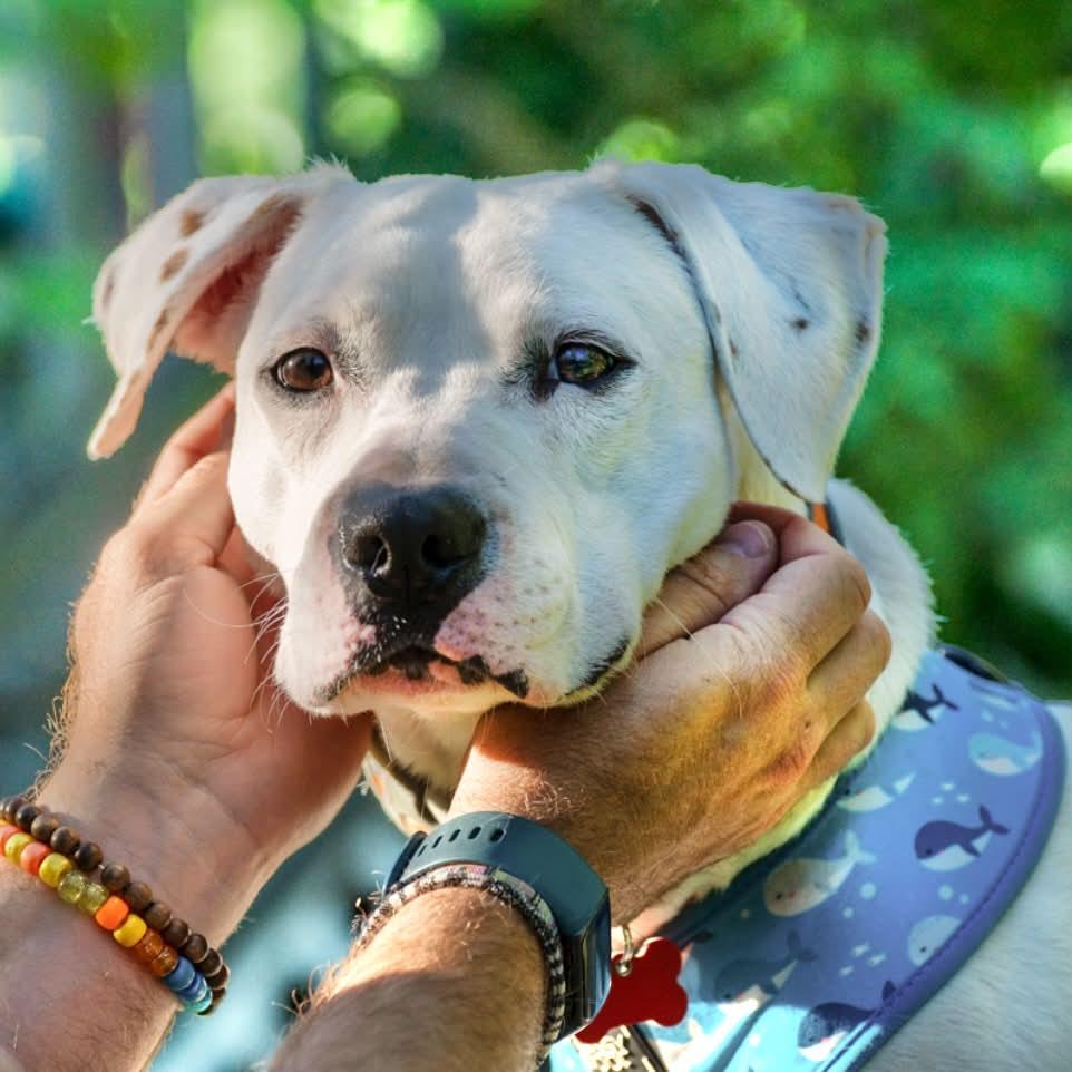 Enlarge Parker, a Adopted mixed breed in Boulder, CO image 1/6
