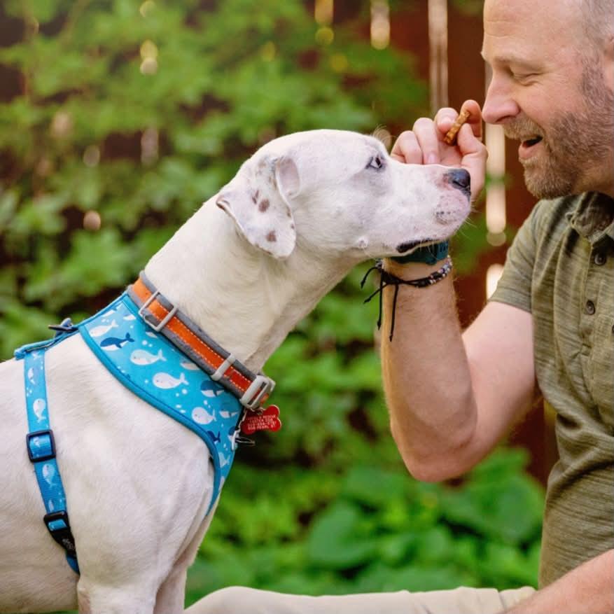 Enlarge Parker, a Adopted mixed breed in Boulder, CO image 6/6