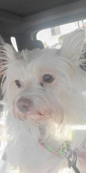 Leslie-Spencer, a Adoptable mixed breed in Sebec, ME image 1/3