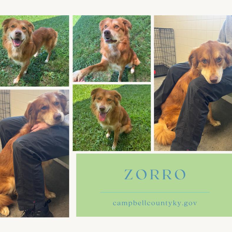 Zorro, Adoptable, Adult Male Australian Shepherd.