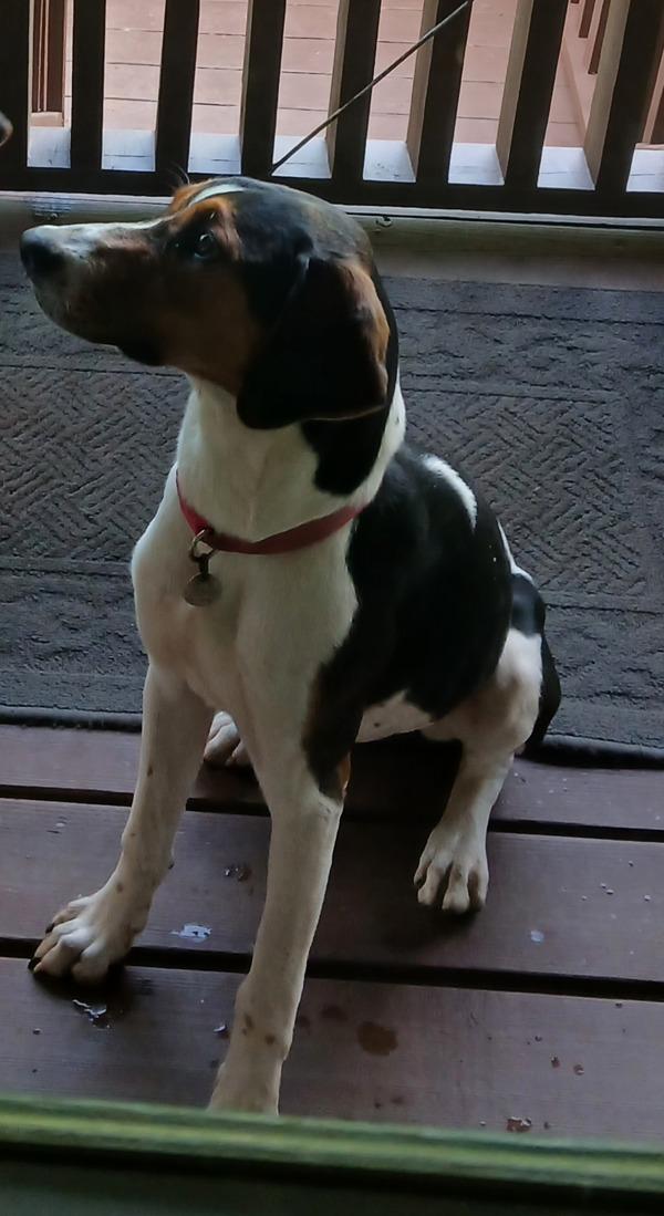 Missy, Adoptable, Young Female Hound.
