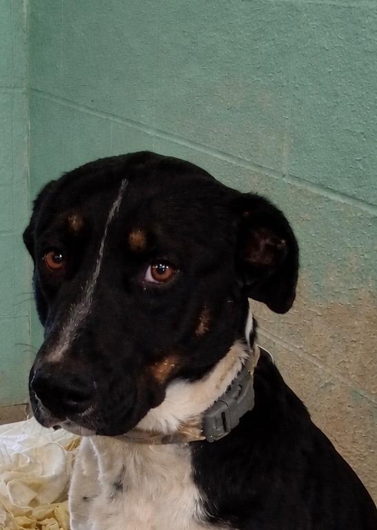 Ranger, Adoptable, Young Male Border Collie.