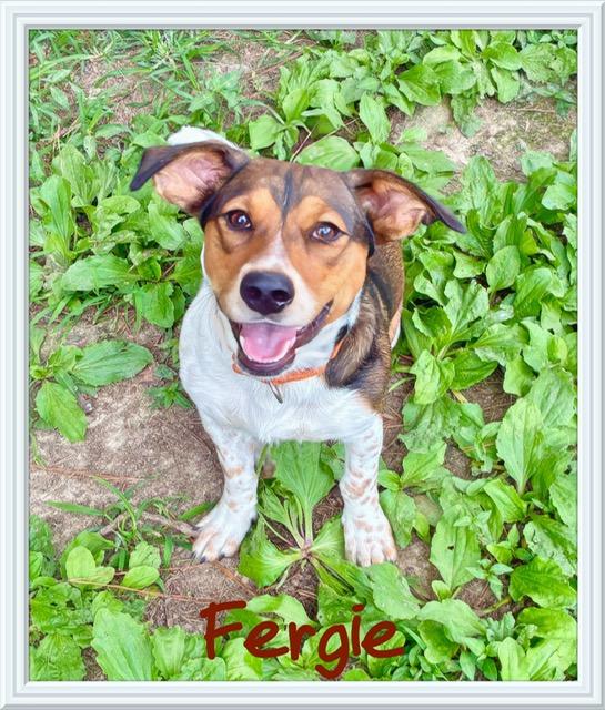 Enlarge Fergie, a Adoptable mixed breed in Farmingdale, NY image 1/1