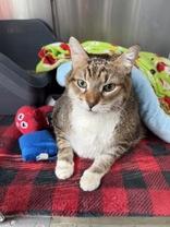 Thor, ADOPTABLE, Senior Male Domestic Short Hair.