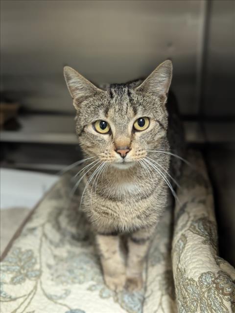Enlarge A520269, a Adoptable Domestic Short Hair in Wilmington, NC image 1/1