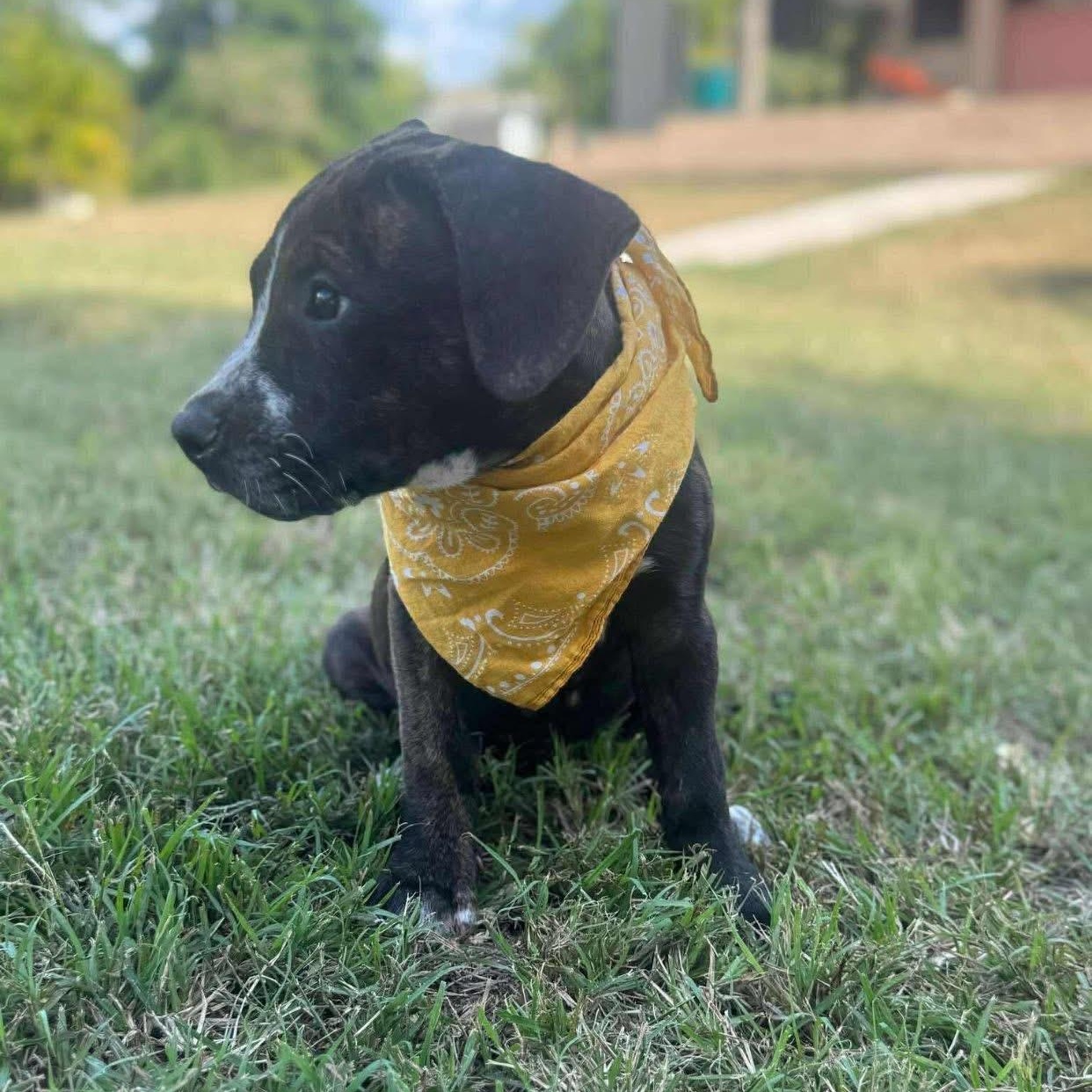 Rosita, an adopted Mixed Breed in Yaphank, NY image 2/5