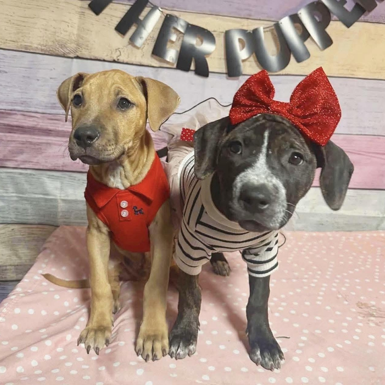 Rosita, an adopted Mixed Breed in Yaphank, NY image 5/5