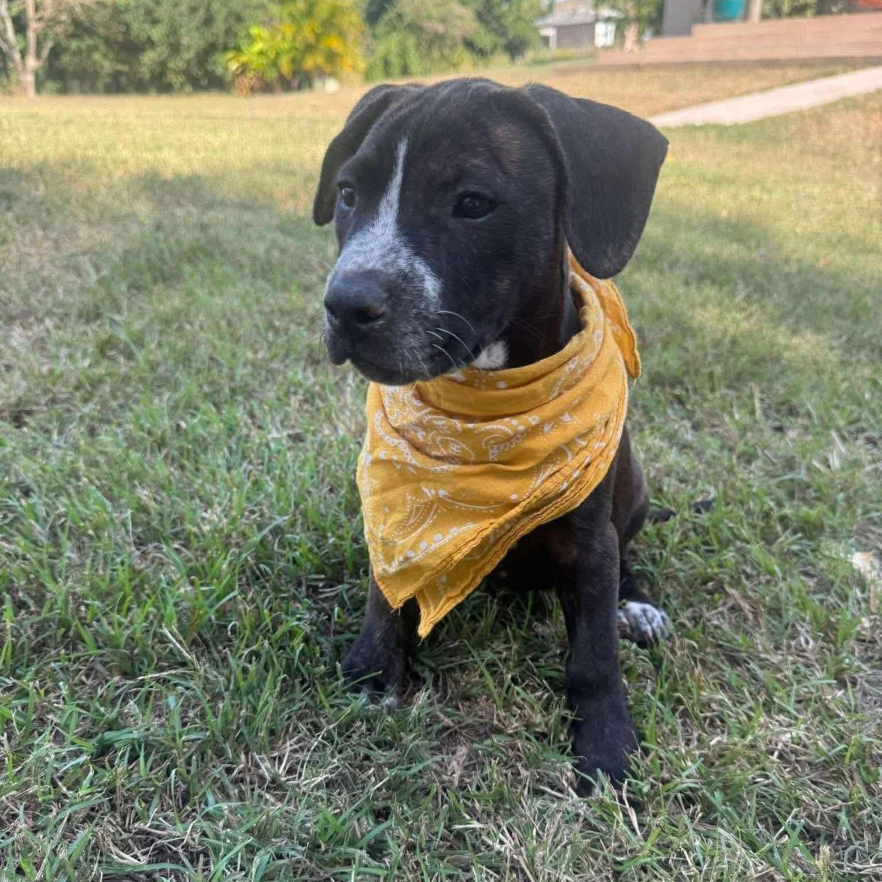 Rosita, adopted, Puppy Female Mixed Breed.