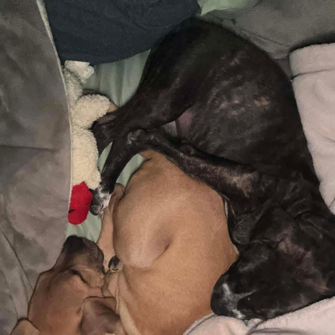 Rosita, an adopted Mixed Breed in Yaphank, NY image 4/5