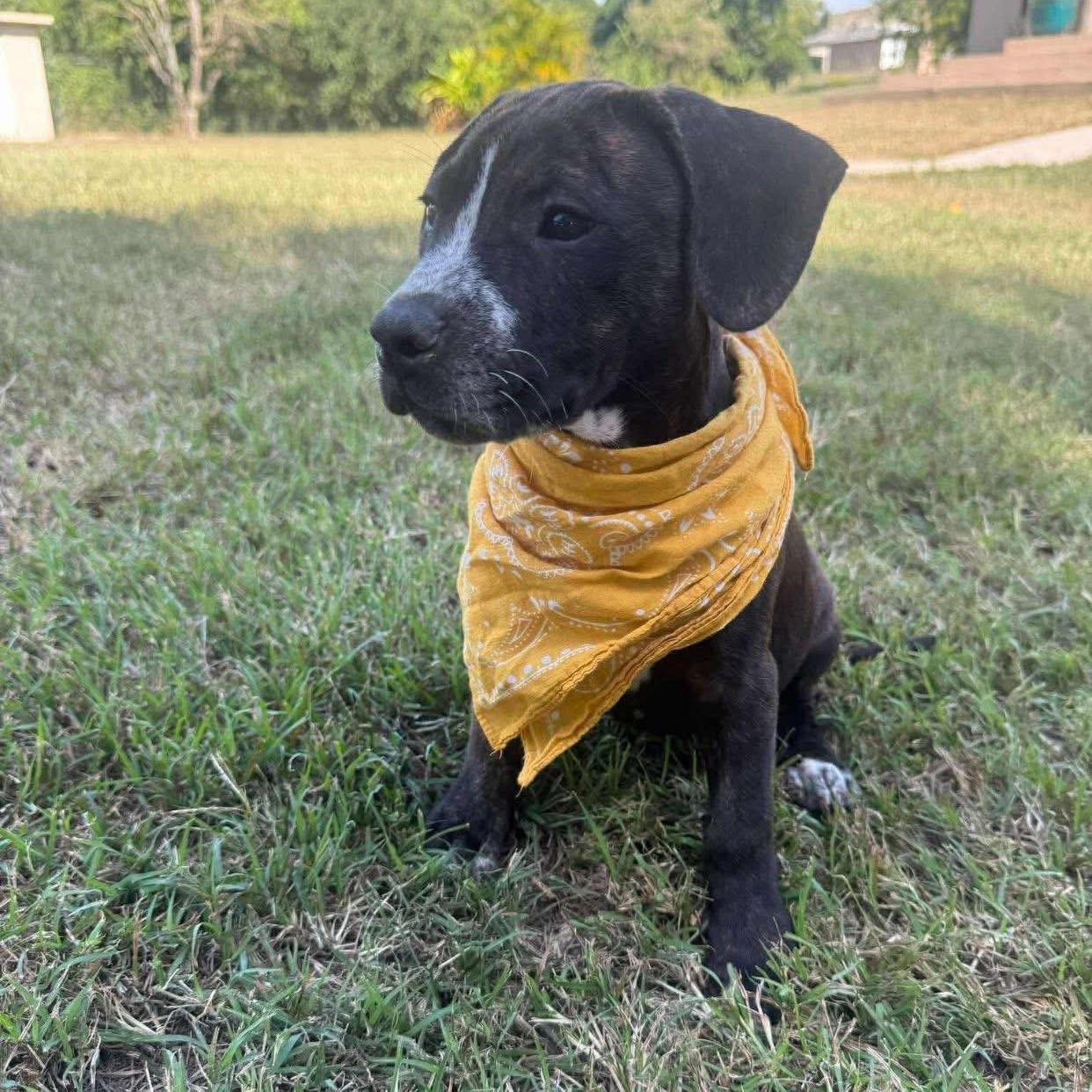 Rosita, an adopted Mixed Breed in Yaphank, NY image 3/5